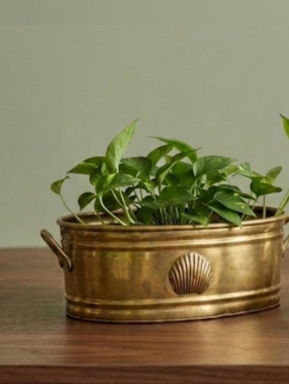 Brass Shell Accent Planter/catchall